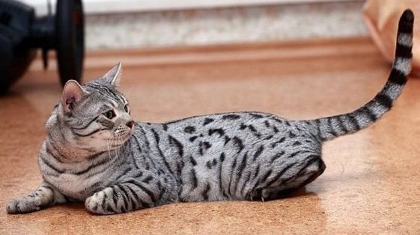 Названы самые дорогие породы котов