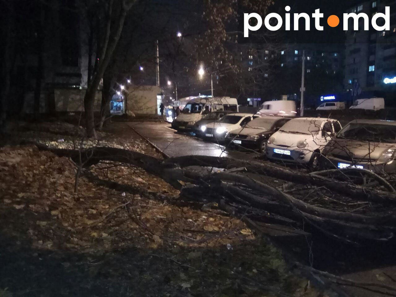 В Кишиневе дерево рухнуло на припаркованные автомобили