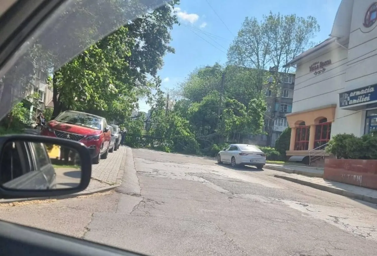 На Ботанике дерево упало на автомобиль