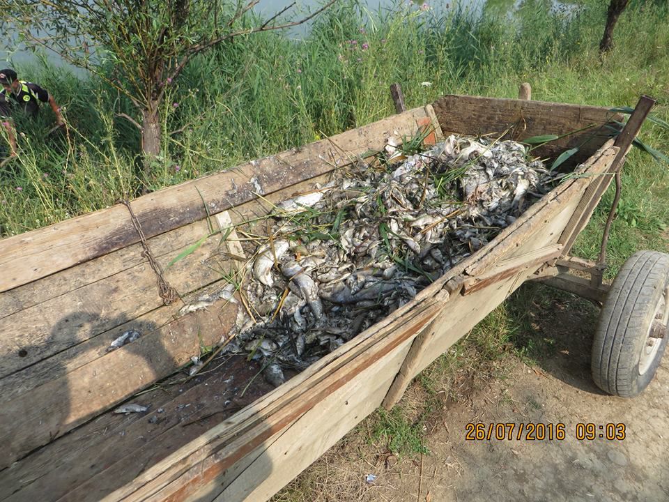 Tone de pește mort în iazul din localitatea Dereneu