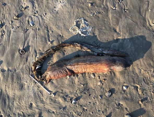 Creatura misterioasă adusă la suprafață de uragan în Texas