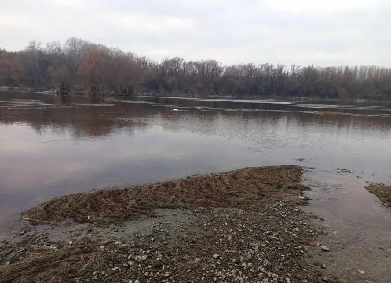 Во Флорештском районе застрелили лебедей