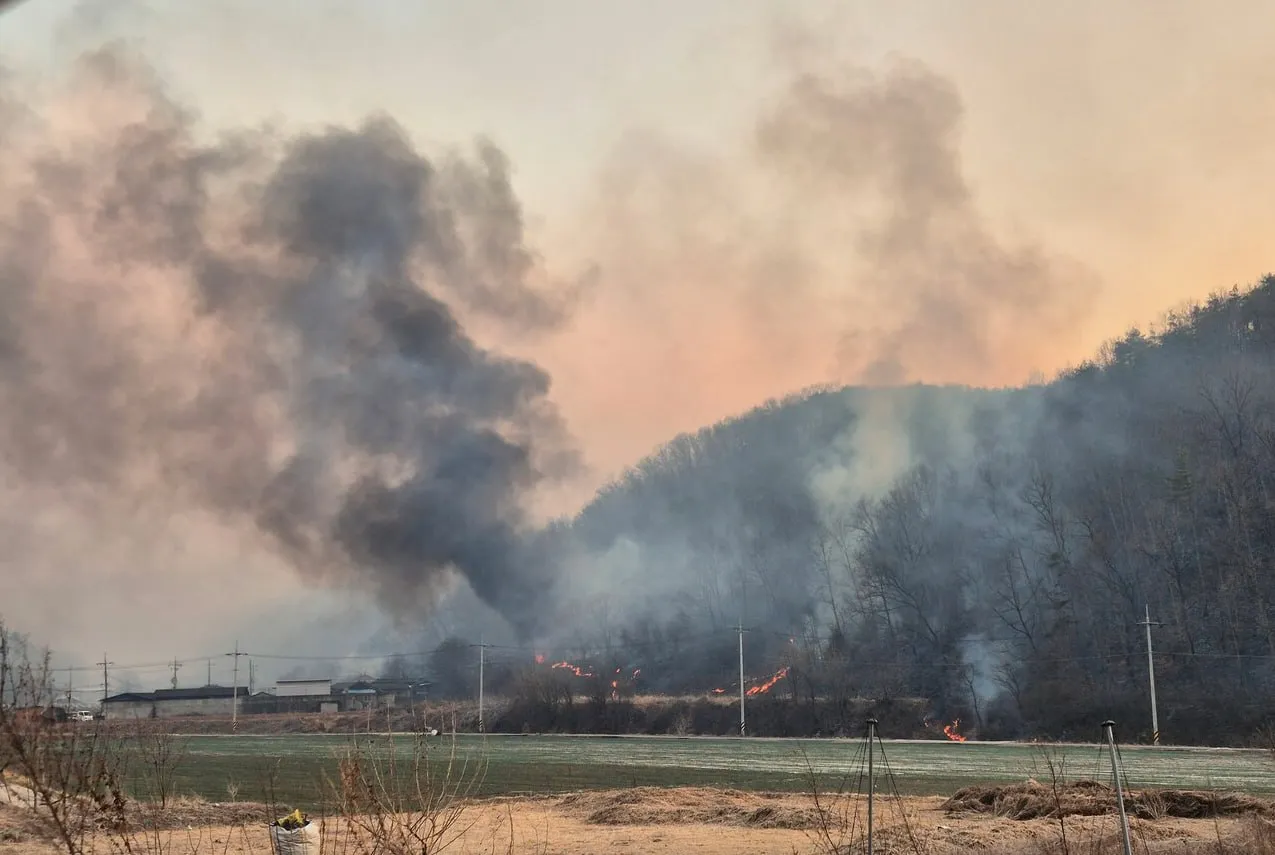 Peste 20 de incendii de vegetație mistuie Coreea de Sud: Există morți și persoane dispărute