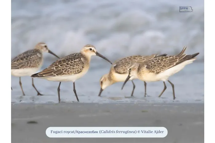 O nouă Listă Roşie a speciilor periclitate include cinci păsări din fauna R. Moldova