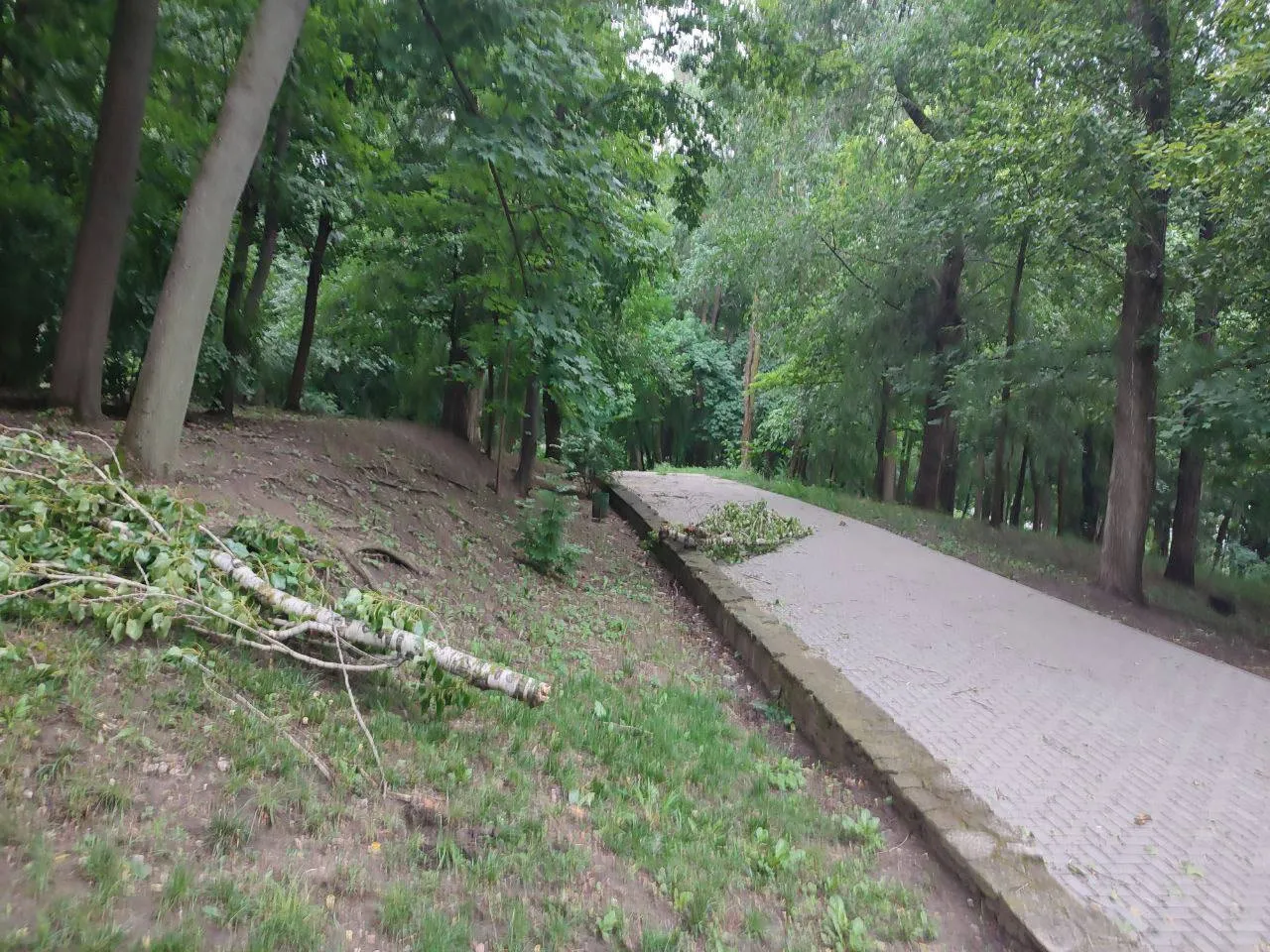 В парке «Валя Морилор» в Кишиневе ветер повалил деревья
