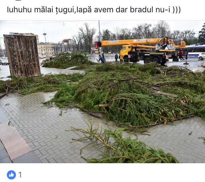 Bradul din PMAN, generator de glume copioase pe Facebook. Cele mai inspirate comentarii