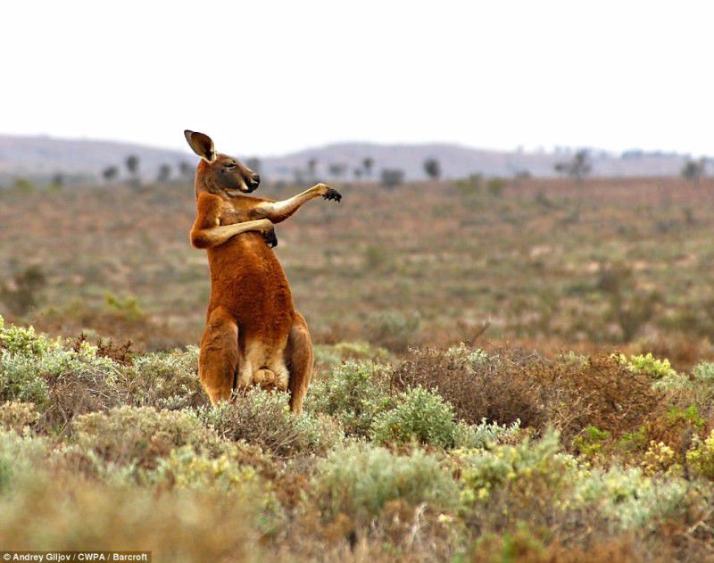 Опубликованы самые смешные фотографии животных на конкурсе Comedy Wildlife Photography Awards 2017