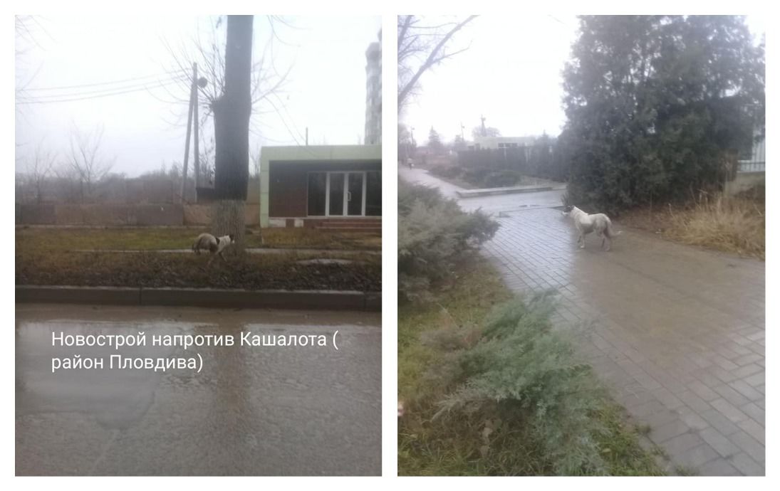 В Бельцах хозяин выбросил собаку из машины, как мусор
