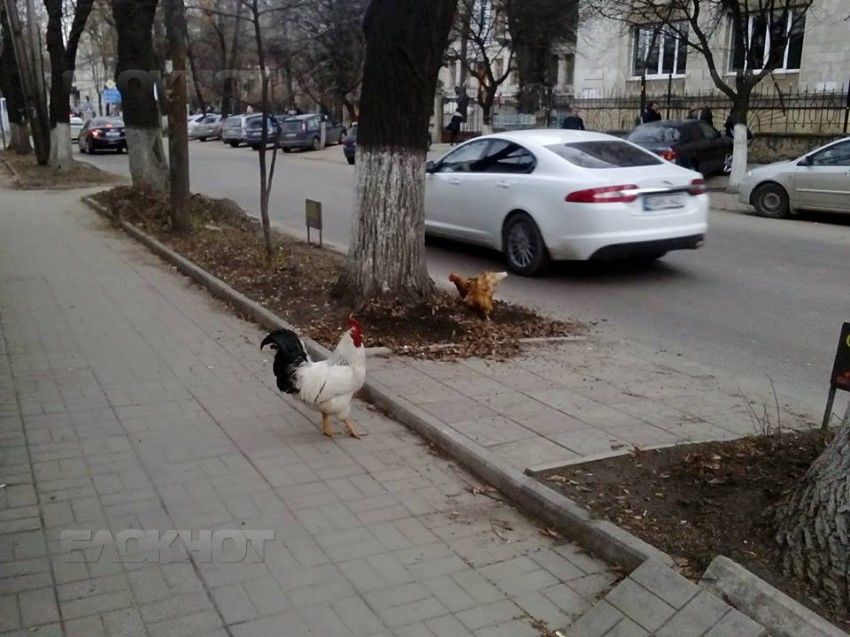 В центре Кишинева засняли кур, гуляющих по газону