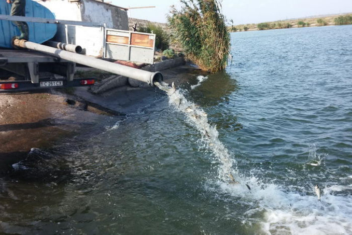 Проведено зарыбление Кучурганского водохранилища