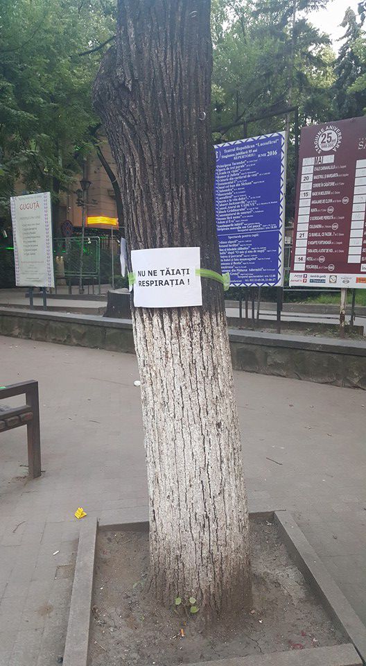 В Кишиневе граждане защищают деревья от Киртоакэ