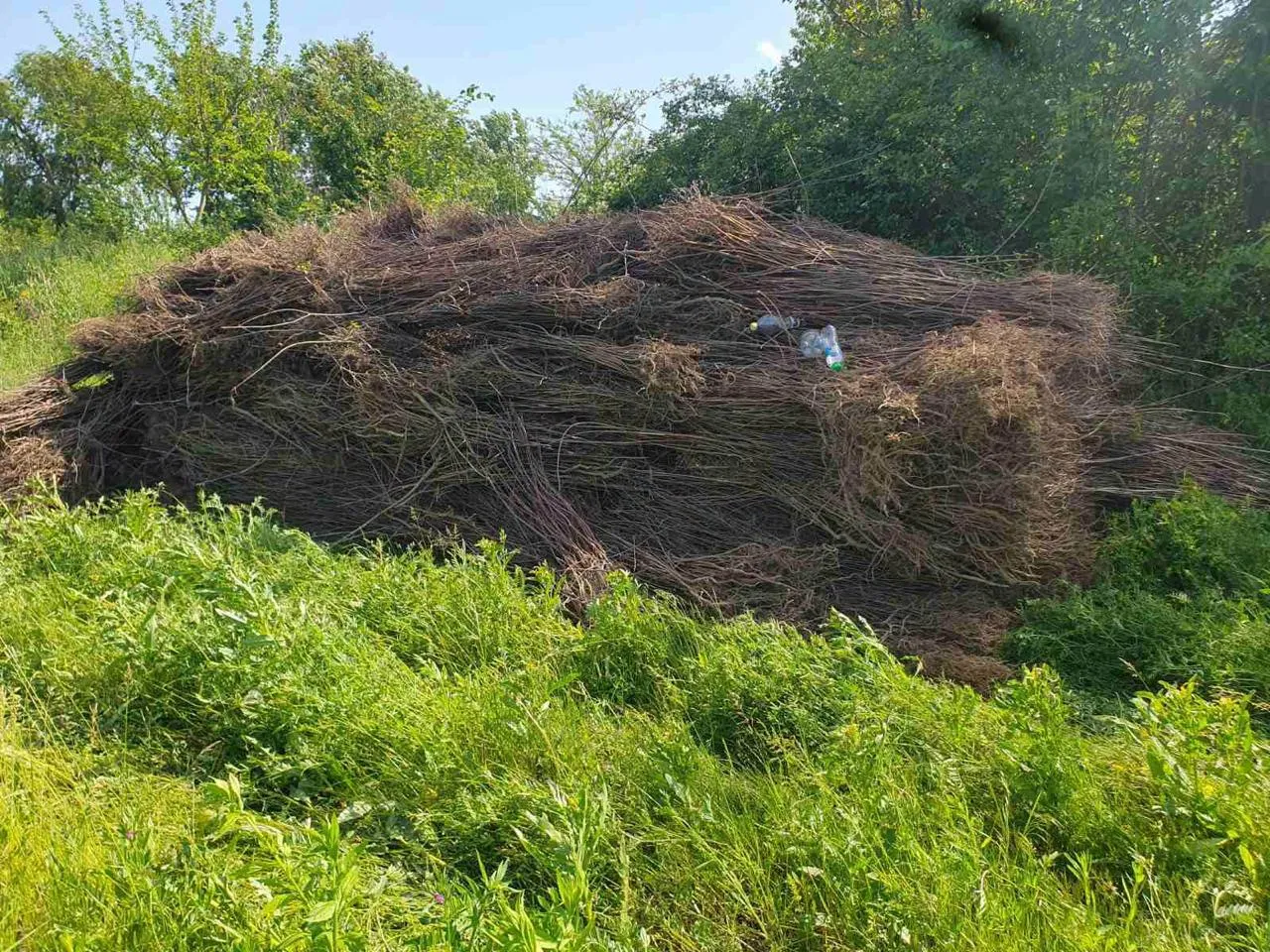 Более 40 000 саженцев погибло в заповеднике Pădurea Domnească
