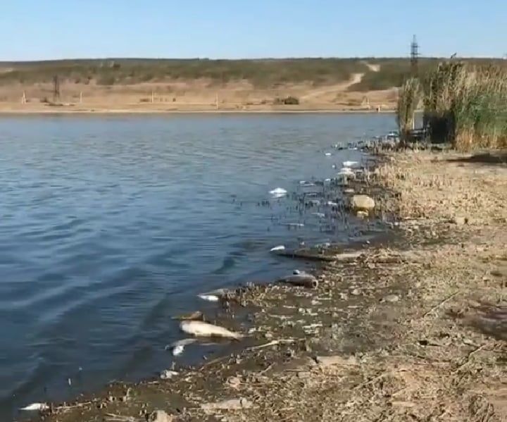 Мэр Комрата о массовой гибели рыбы в озере: Низкий уровень воды и жара