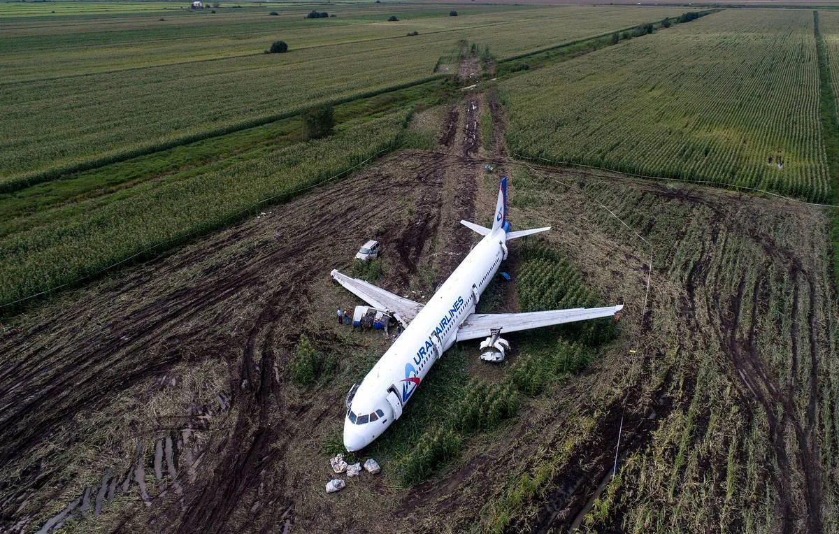 Чудо в кукурузном поле: причиной жесткой посадки А321 стали чайки в двигателях