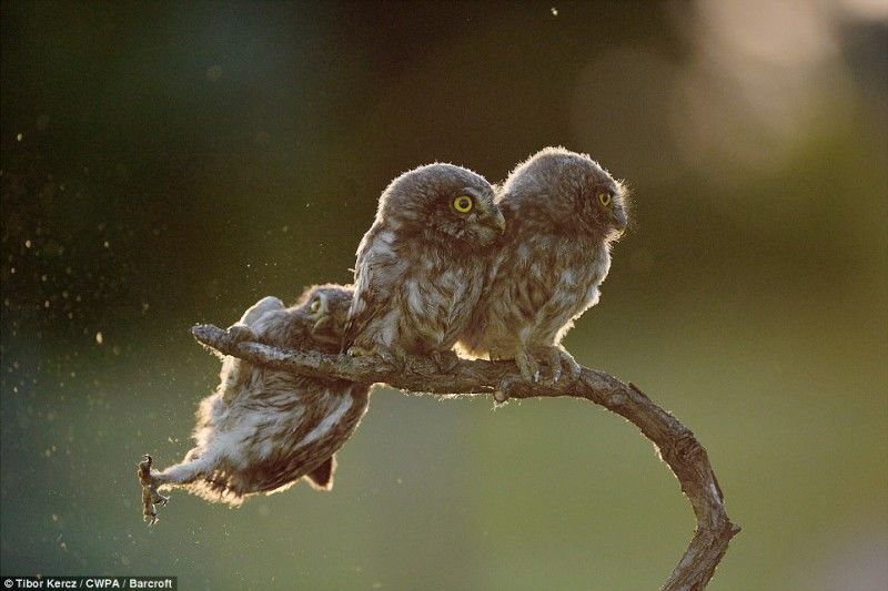 Опубликованы самые смешные фотографии животных на конкурсе Comedy Wildlife Photography Awards 2017