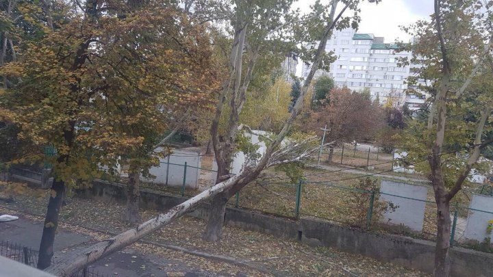 Во дворе столичного лицея рухнувшее дерево повалило столб