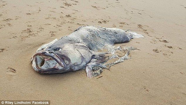 Огромное таинственное морское существо найдено на пляже