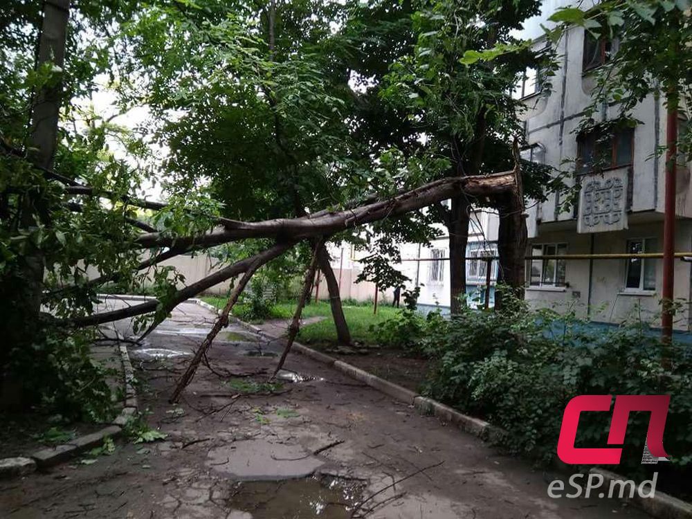 Последствия грозы в Бельцах: поваленные деревья, ветви на крышах машин