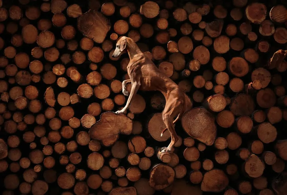 Названы победители премии Dog Photography Awards 2023