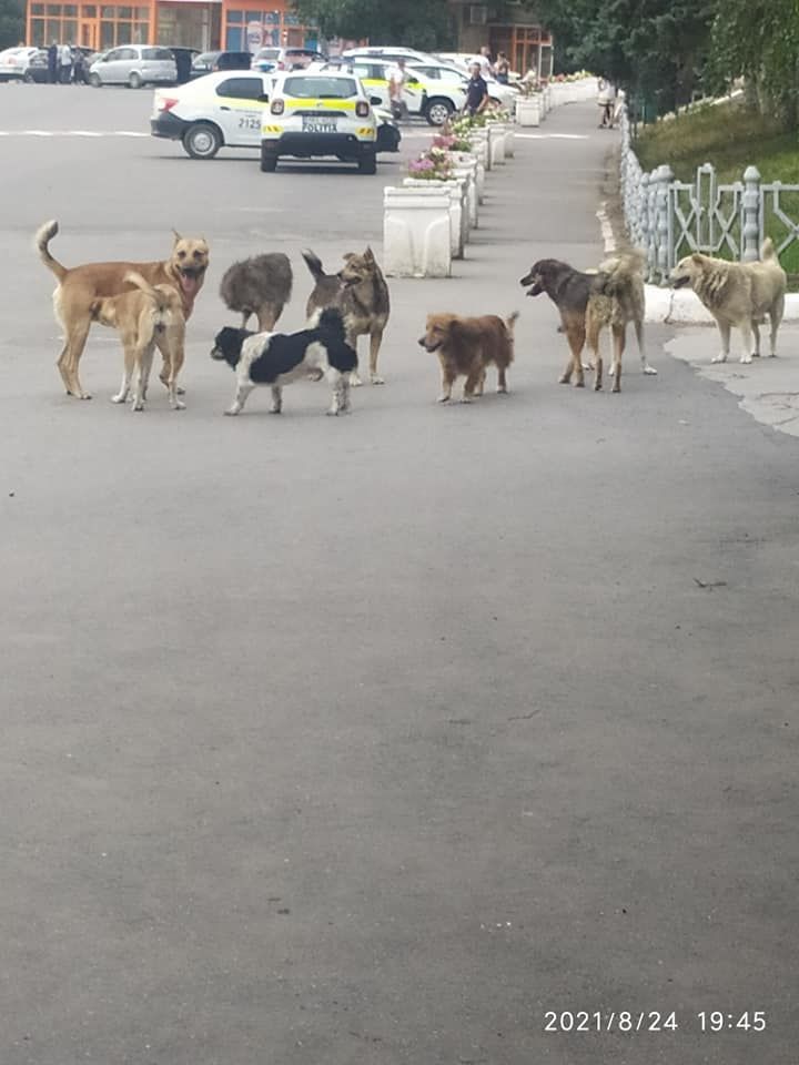 Во Флорештах стая бродячих собак напала на девочку