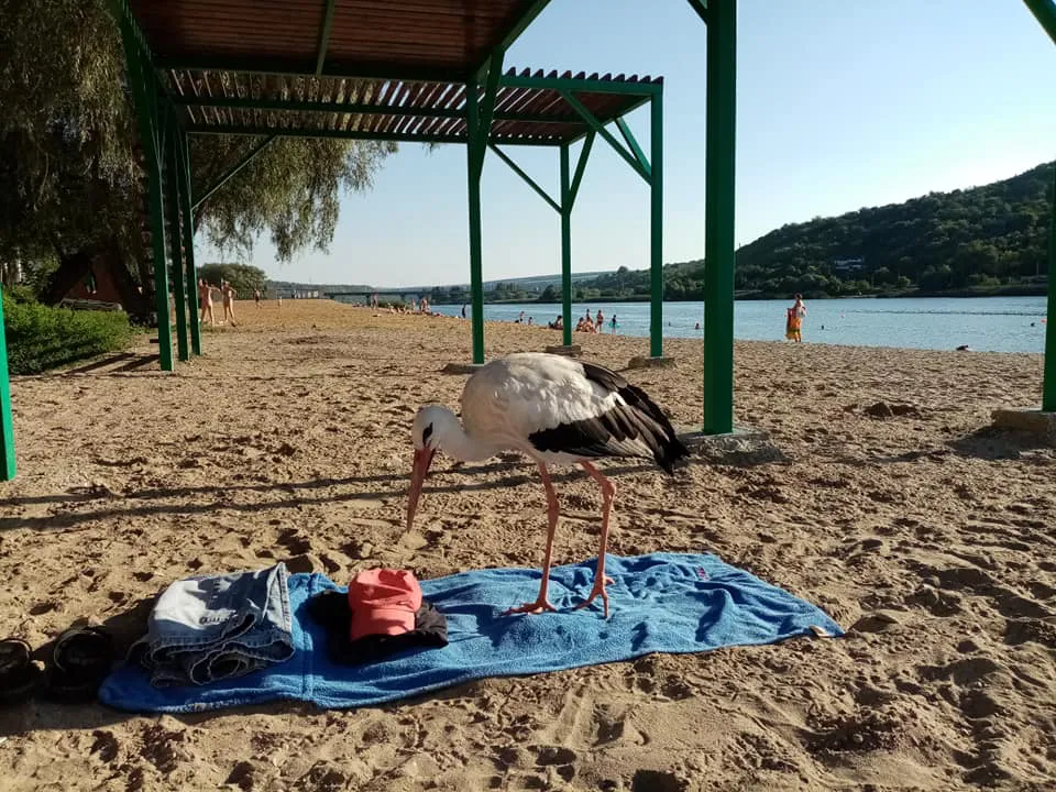 В Рыбнице отдыхающие засняли аиста на пляже