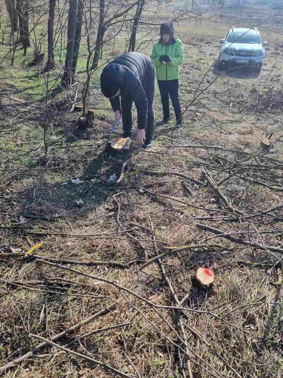 Tăieri ilegale de amploare de arbori la Dondușeni: Unele persoane, amendate