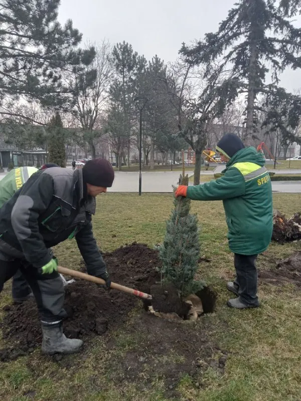 В столице высажены сотни елей