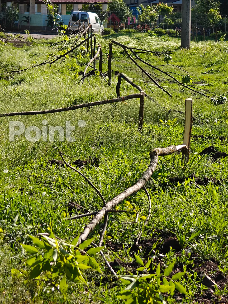 Vandalii au tăiat puieții plantați acum câteva săptămâni în Capitală