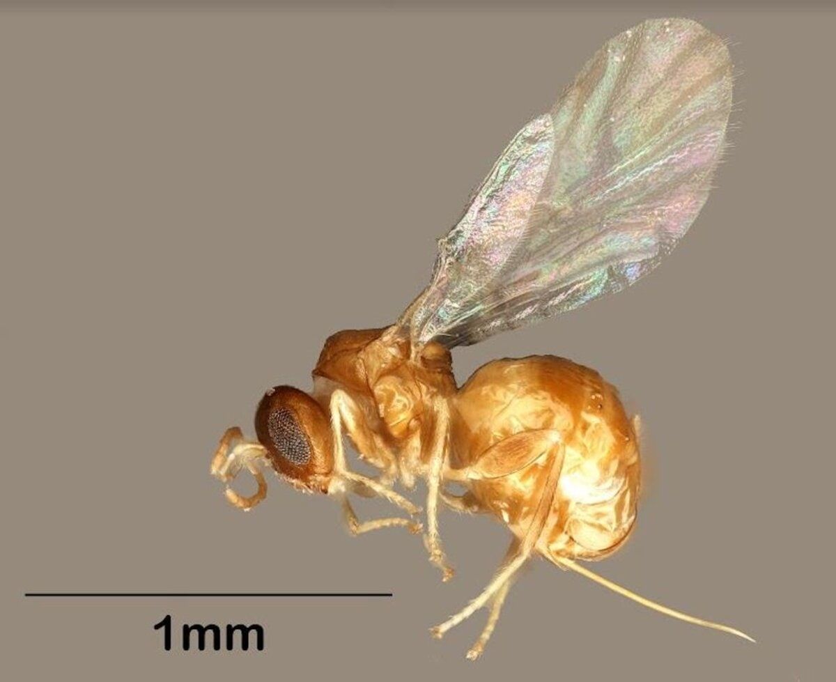Ученые открыли новый вид осы и назвали ее в честь паба