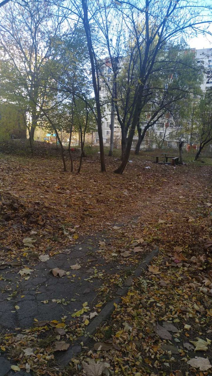 Мусор и листва: претура Чекан призывает убирать территории возле жилых домов