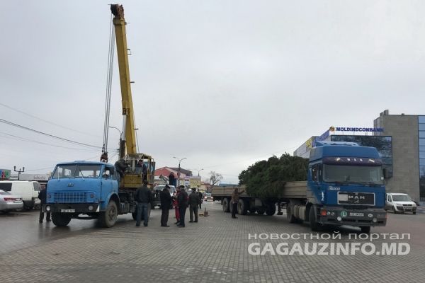 În Comrat a fost instalat bradul de Crăciun: Are 14 metri înălțime și a costat 15.000 de lei