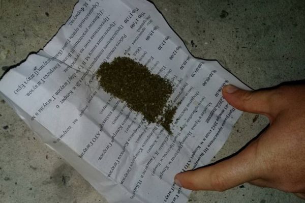 Жителю Комрата грозит наказание за выращивание конопли