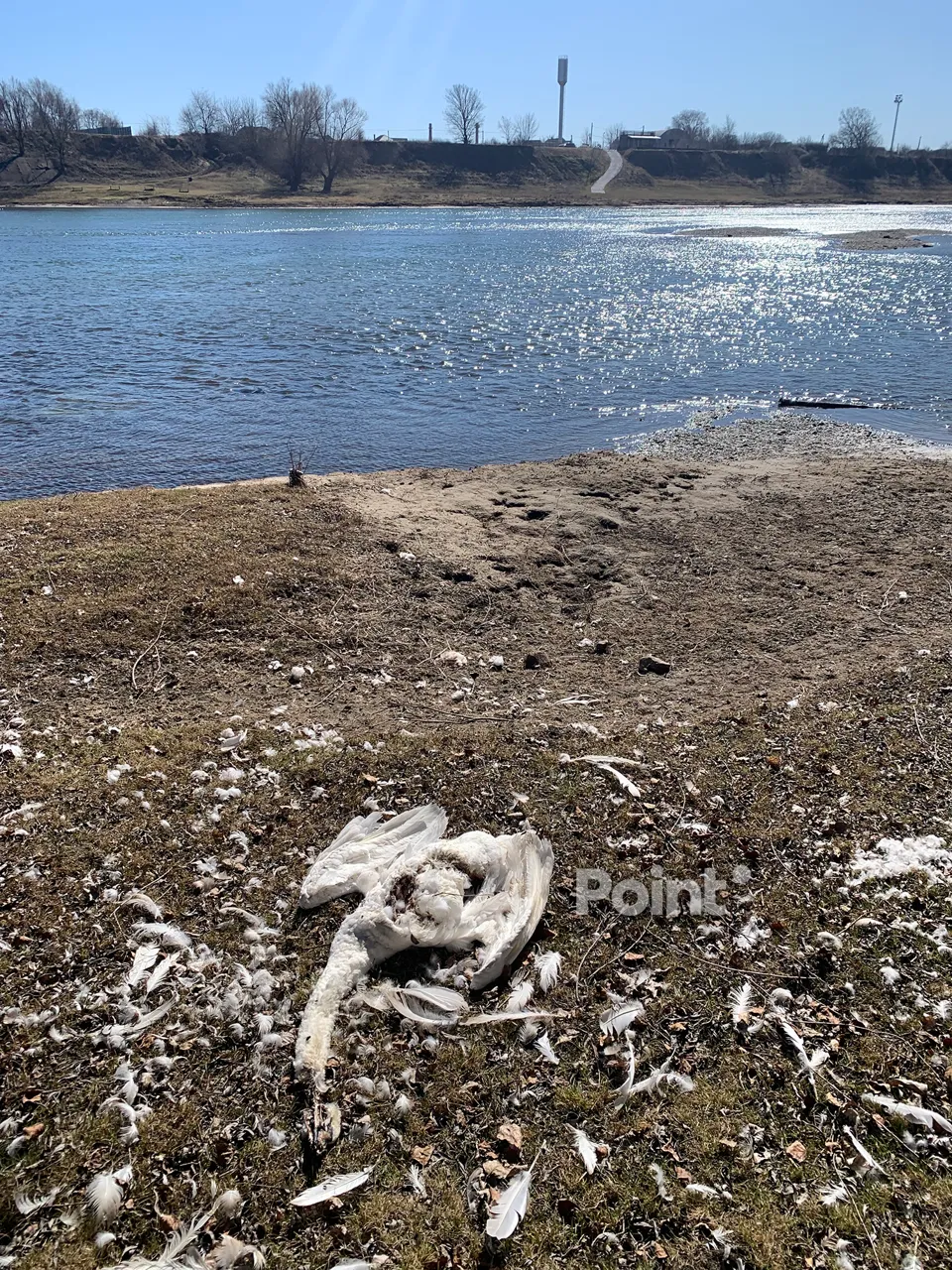 В Молдове на берегу Днестра обнаружены мертвые лебеди