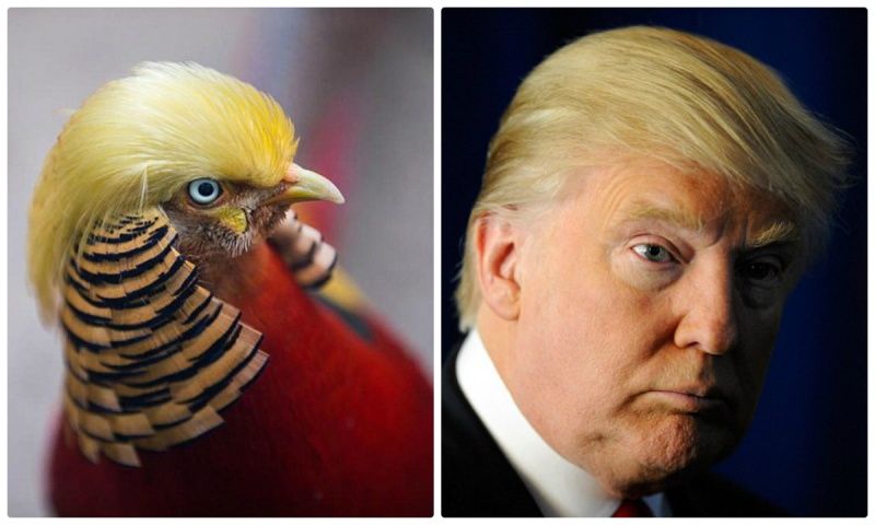 Viral: Fazanul care seamănă cu Donald Trump