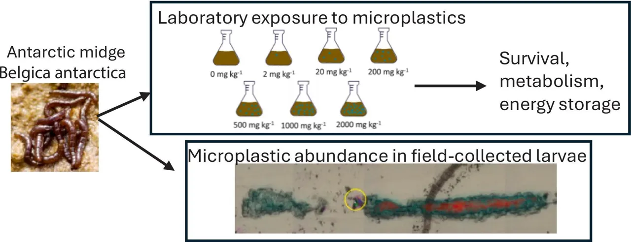 Microplasticele au ajuns pentru prima dată la insectele din Antarctica