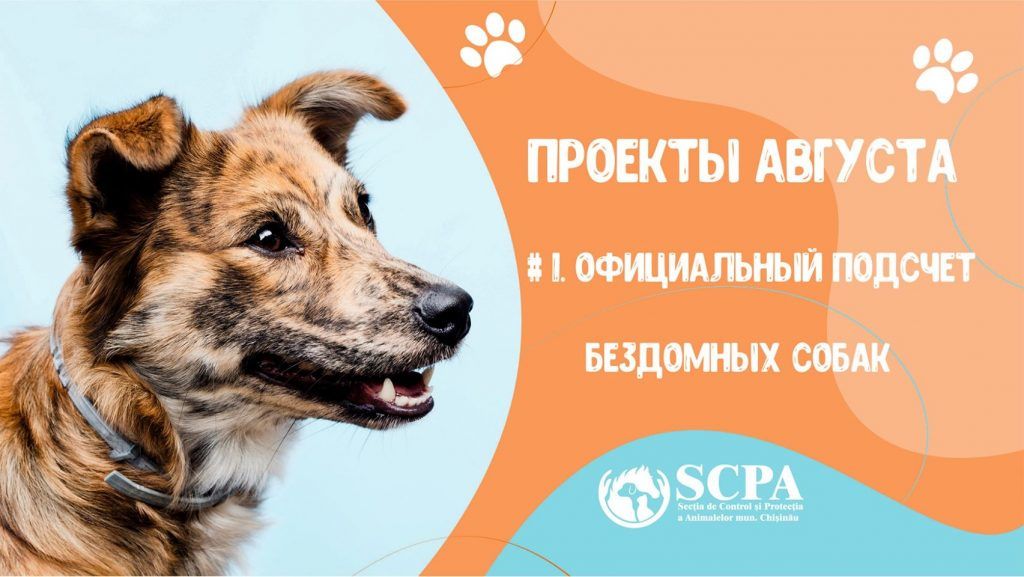 В Кишиневе посчитают бездомных собак
