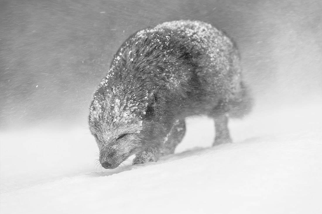 World Nature Photography Awards объявил победителей за 2021 год