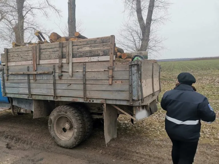 Transport ilegal de lemne: În raionul Briceni sunt efectuate controale