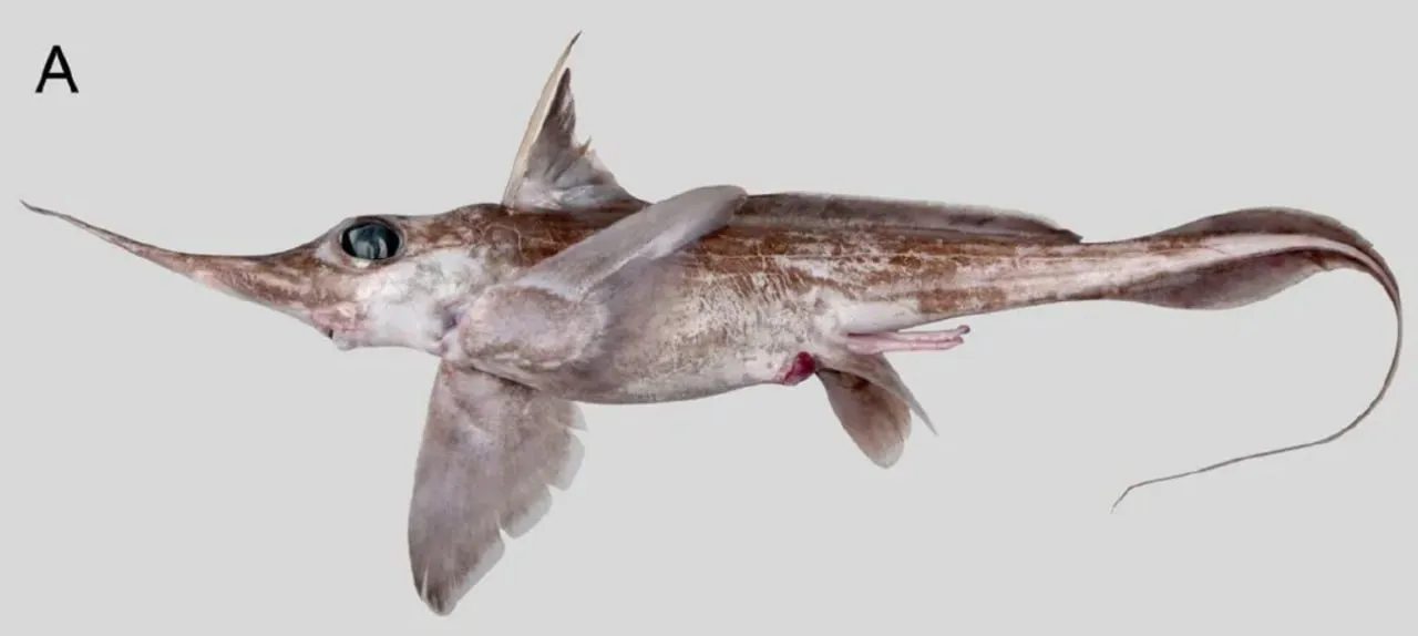 O nouă specie de rechin fantomă, descoperită aproape de țărmul Noii Zeelande