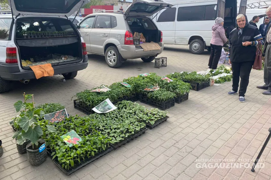 Дачный сезон открыт: в Комрате проходит ярмарка рассады