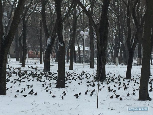 В Одесской области аномальное нашествие скворцов