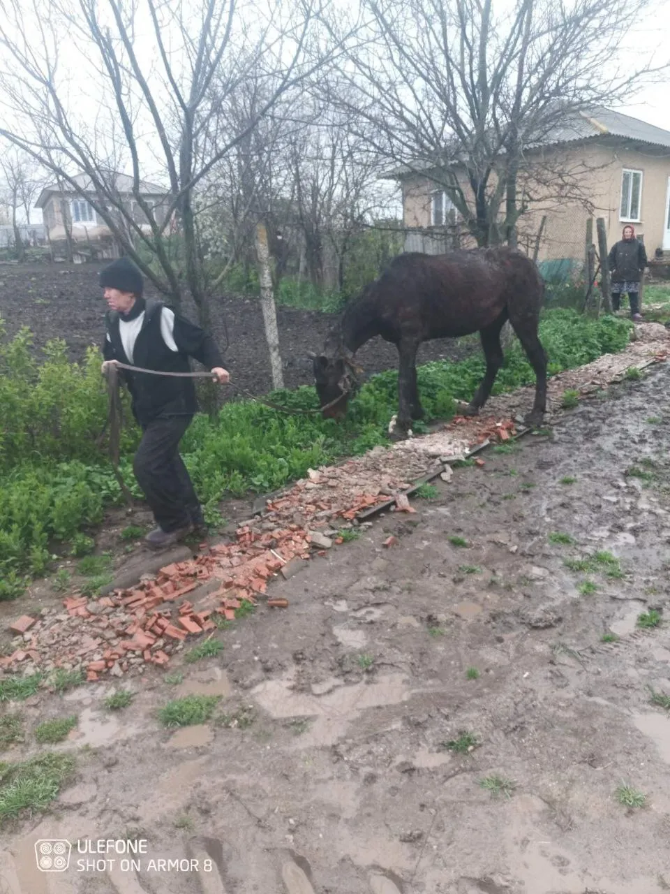 В Фалештском районе спасли лошадь, упавшую в сточную яму