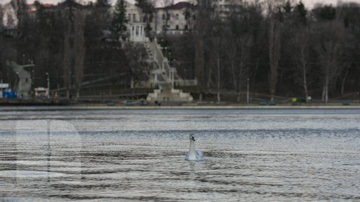 В разгар зимы на озере в парке "Валя Морилор" заметили лебедя