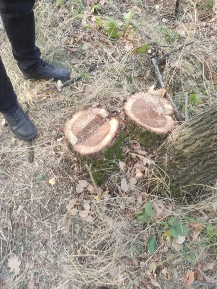 В Каушанах обнаружили браконьерскую вырубку леса: уничтожено 28 дубов