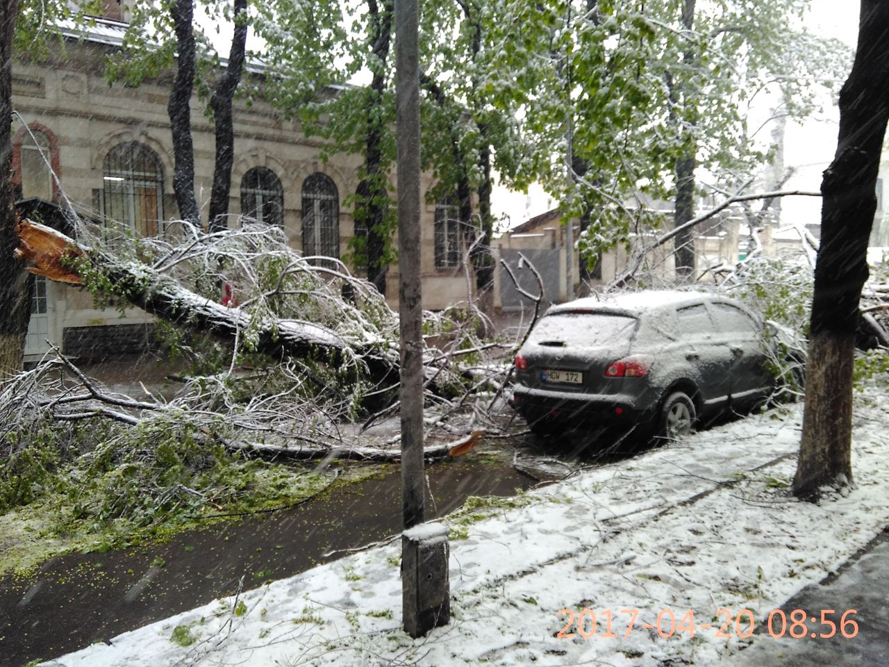 Necaz pentru şoferi: Copacii au căzut peste automobilele parcate