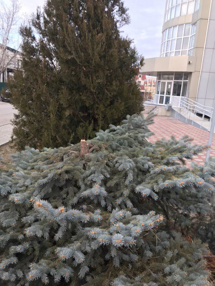 Вандалы спилили ель у стен Госуниверситета в Комрате