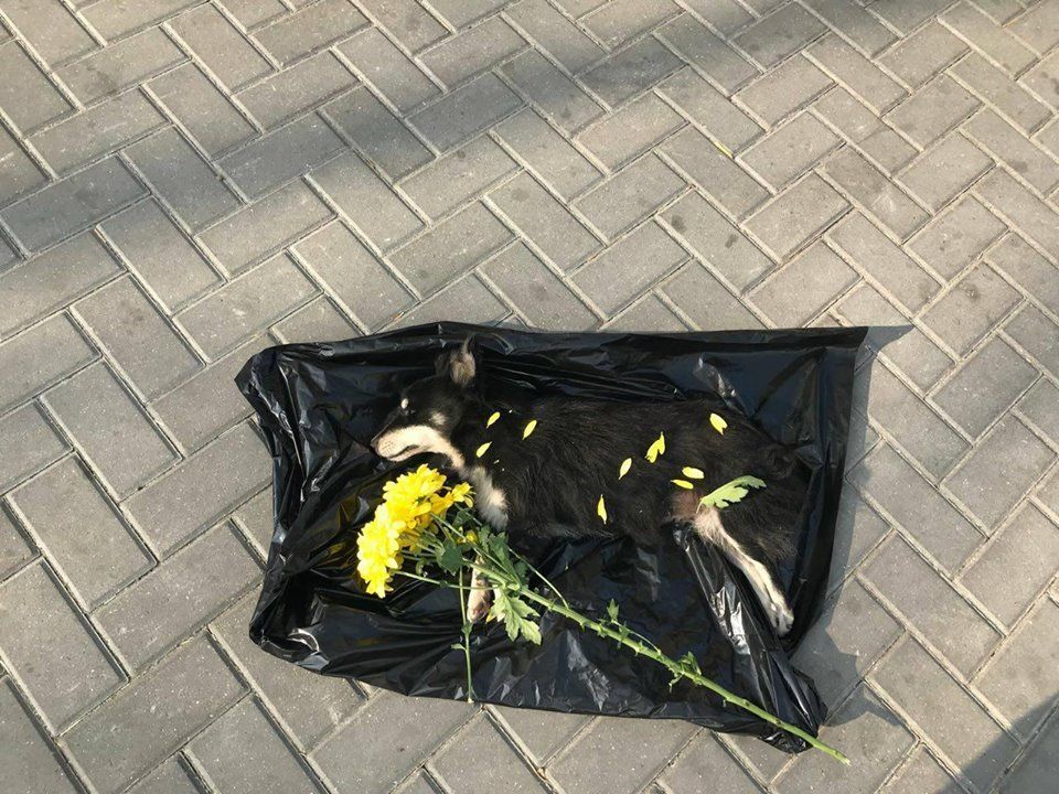Un cățel mort, acoperit cu flori în fața Primăriei Chișinău