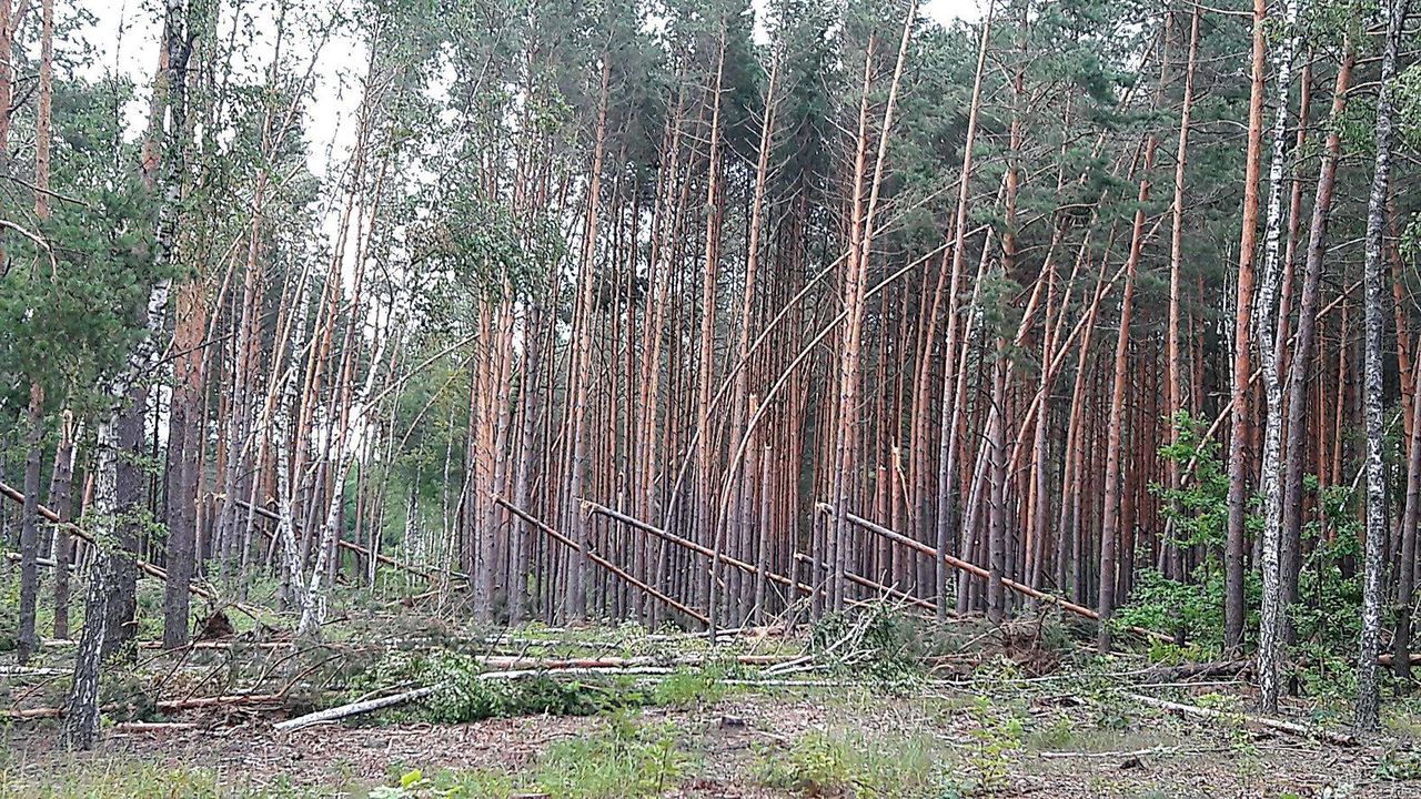 Черниговские леса