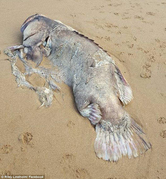 Огромное таинственное морское существо найдено на пляже