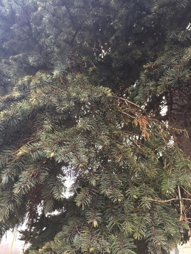 Acesta este bradul care va fi impodobit in PMAN